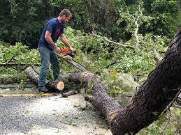 Ranger, TX Tree Services Company