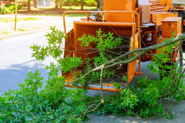 Leaf Removal in Ranger, TX