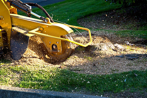 How Our Tree Care Process Works  in  Ranger, TX